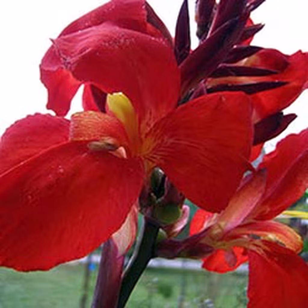 Red canna flowers at graveside, Mount Harmony Memorial Gardens